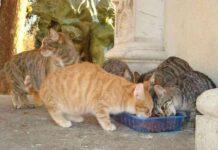 gatos comiendo en su plato