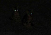 gatos en la oscuridad