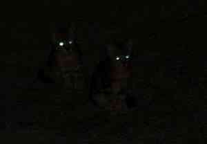 gatos en la oscuridad