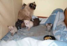 gatos siempre caen de pie