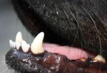 higiene dental en los animales