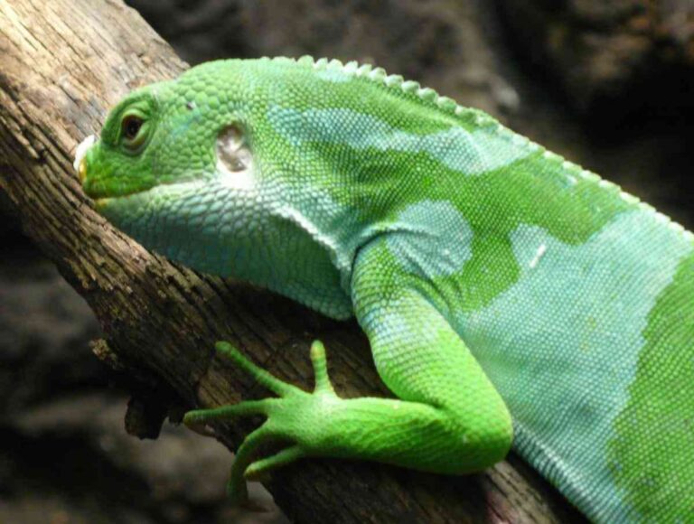 10 cosas que deberías saber antes de comprarte una iguana como mascota