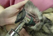 otitis en los oidos de los animales