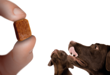 parasitos pueden afectar a tu perro