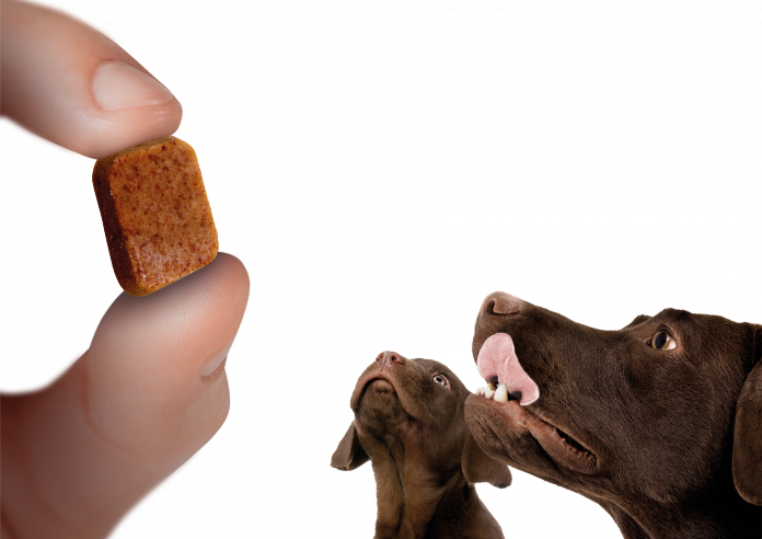 parasitos pueden afectar a tu perro