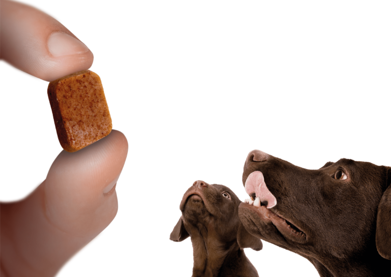 ¿Qué parásitos pueden afectar a tu perro y  tener consecuencias para ti?