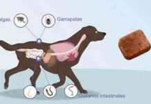 parasitos pueden afectar a tu perro – salud del perro