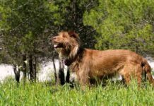 tóxicas para tu mascota