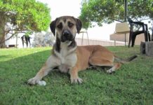 tóxicas para tu mascota