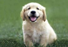 tóxicas para tu mascota