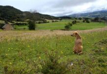 tóxicas para tu mascota