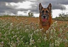 tóxicas para tu mascota