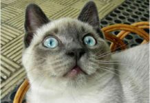 afectan a las mascotas 1