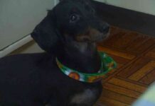 afectan a las mascotas