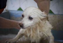 higiene de tu mascota