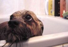 higiene de tu mascota