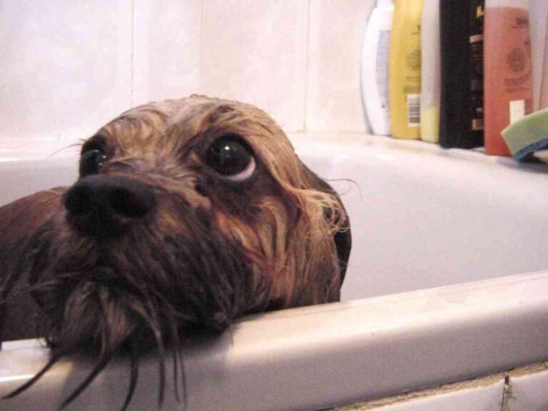 Tips para mantener la higiene de tu mascota