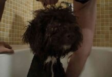 higiene de tu mascota