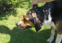 higiene de tu mascota