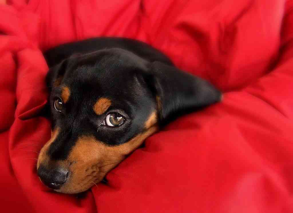Algunos de los cuidados básicos de un cachorro