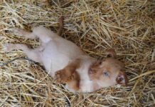 cuidados básicos de un cachorro