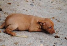 cuidados básicos de un cachorro