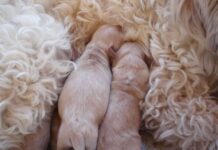 cuidados básicos de un cachorro