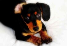 cuidados básicos de un cachorro