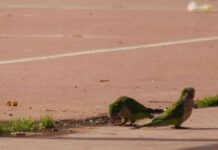 especies prohibidas en España