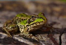 especies prohibidas en España