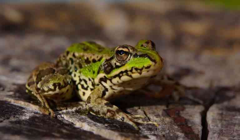 Algunas especies prohibidas en España