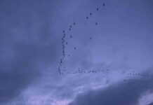 Algunas especies prohibidas en España