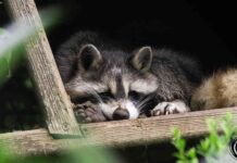 Algunas especies prohibidas en España