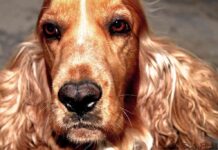 cómo mantener el pelo