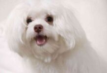 cómo mantener el pelo