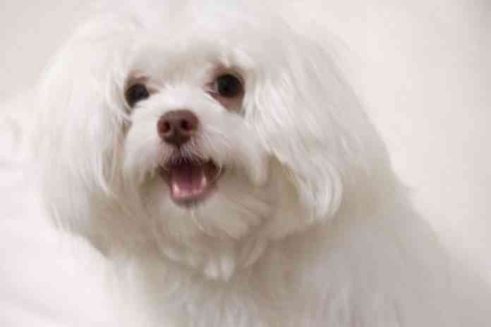 cómo mantener el pelo Saber cómo mantener el pelo sano