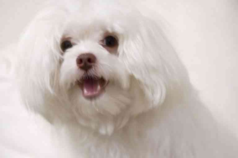 Saber cómo mantener el pelo sano