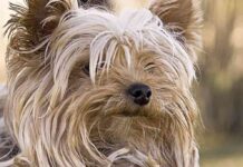 cómo mantener el pelo