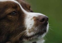 cómo mantener el pelo