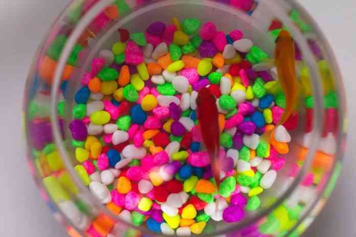 cuidar peces Cómo cuidar peces