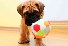 juguetes para perros
