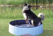 piscina para perros