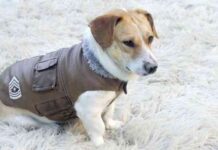 proteger a las mascotas del frío