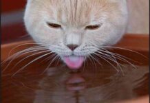 proteger a las mascotas del frío – gato bebiendo agua