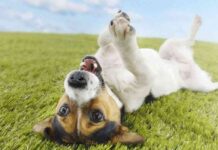 tener un perro contento