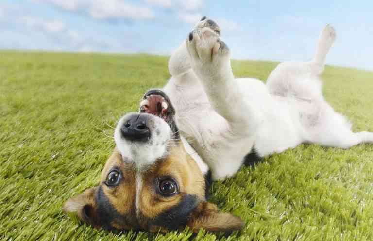 7 consejos para tener a tu perro contento y saludable