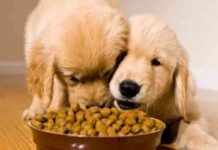 tener un perro contento – controlar la comida