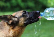 tener un perro contento – hidratacion