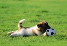 tener un perro contento – jugar con el perro