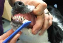 tener un perro contento – limpiar dientes